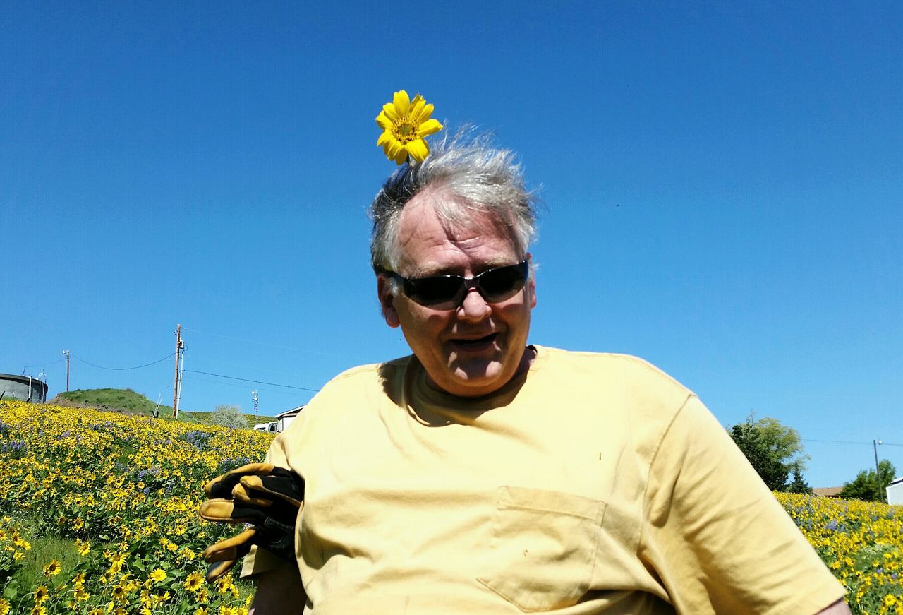 Balsamroot