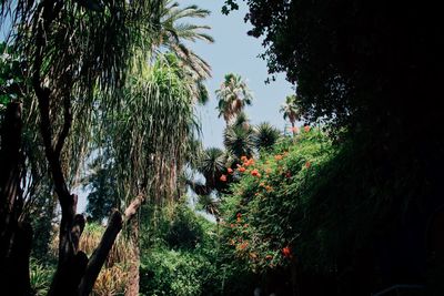 Trees growing in yard against sky