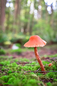 Portrait of a red mushroom against green moss 