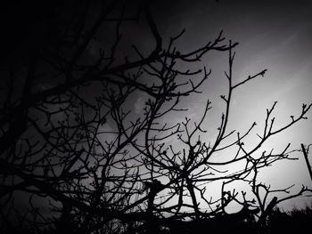 Low angle view of bare trees against sky