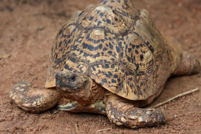 Close-up full body of leopard tortoise