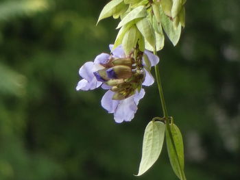 Close-up of purple flowering plant