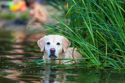 Beautiful, wet retriever standing in the river. dog outside in the water. she is looking for her man