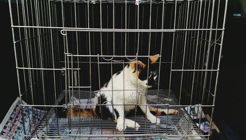 Close-up of cat sitting in cage