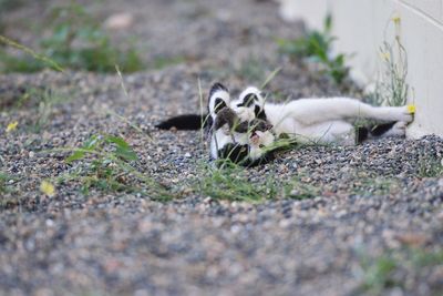 Dog lying on field