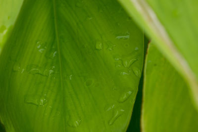 Close-up of raindrops on green leaves