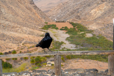 Bird perching on wood