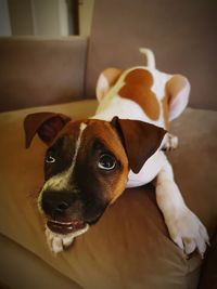 High angle portrait of dog relaxing at home