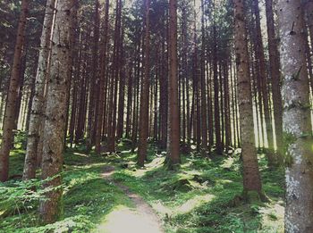 Trees in forest