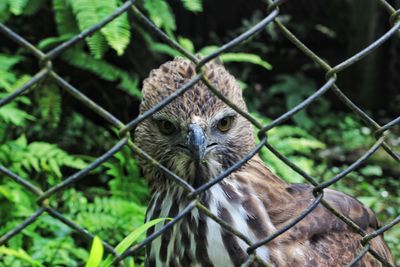 Trapped bird looking through chainlink fence