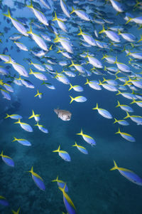 Fish swimming in sea