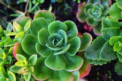 High angle view of succulent plant