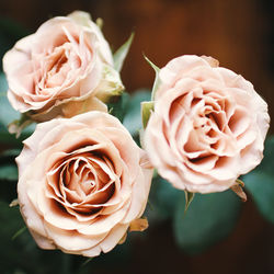 Close-up of coral roses