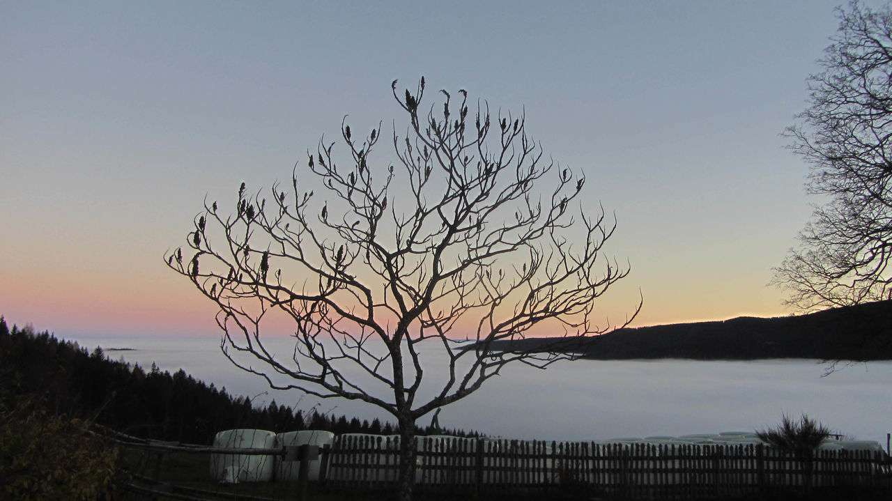 BARE TREE AGAINST SKY DURING SUNSET