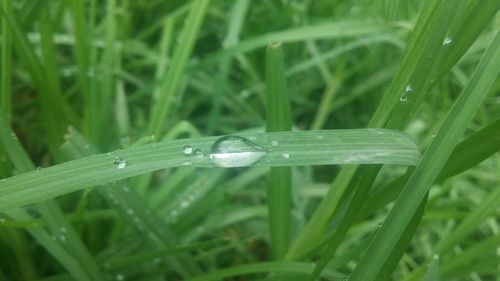 Close-up of water drops on blade of grass