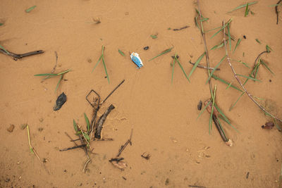 High angle view of crab on sand