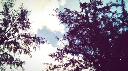 Low angle view of trees against sky