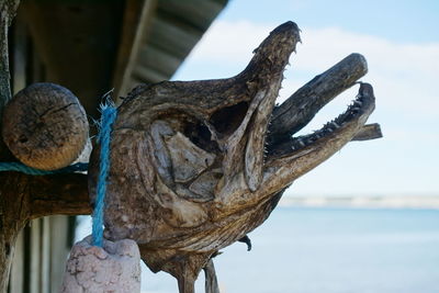 Close-up of fish head trophy hanging on cabin