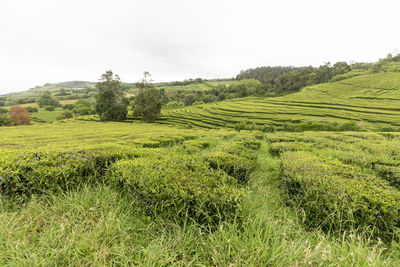 Scenic view of agricultural field against sky