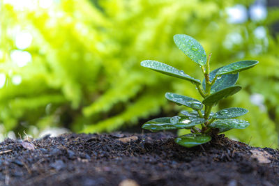 Close-up of small plant growing on field