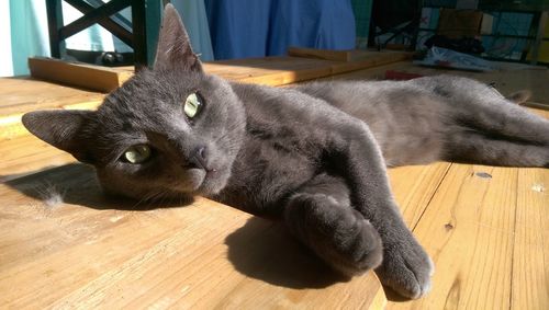 Portrait of cat lying on hardwood floor