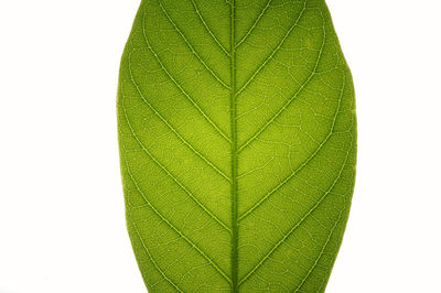 Close-up of fresh green leaf against white background