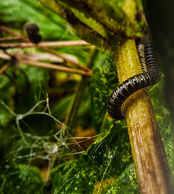 Close-up of caterpillar on plant