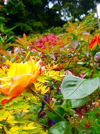 Close-up of yellow flowering plants in park