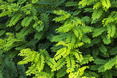 Full frame shot of leaves