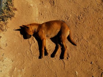 High angle view of dog on sand