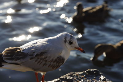 Close-up of bird perching on rock