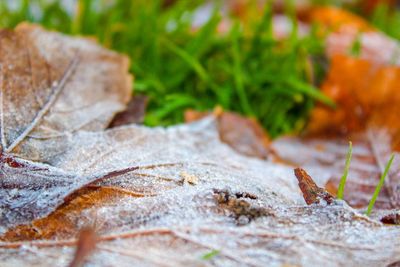 Close-up of dry maple leaves on land