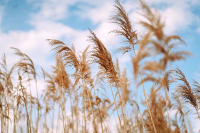 Close-up of stalks on field against sky