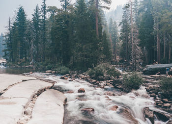 Trees growing in forest