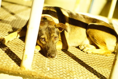 Close-up portrait of dog relaxing