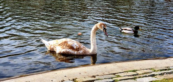 High angle view of swan swimming in lake