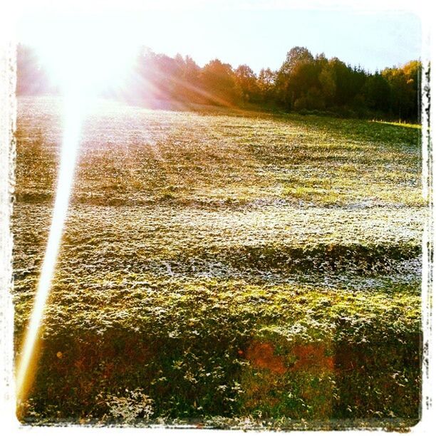 sun, sunbeam, sunlight, lens flare, tranquility, nature, tree, tranquil scene, grass, beauty in nature, growth, the way forward, auto post production filter, clear sky, scenics, no people, outdoors, field, sunset, day