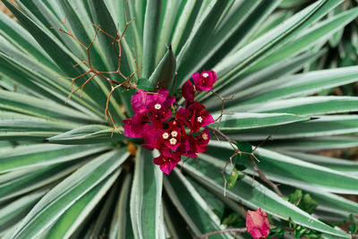 Close-up of plant