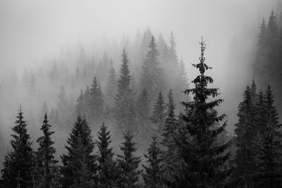 Pine trees in forest during winter