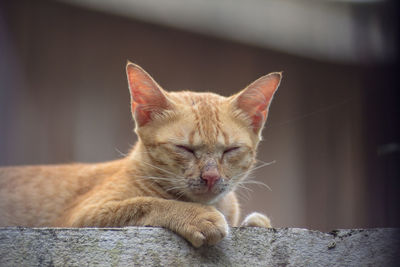 Close-up of ginger cat sleeping on retaining wall