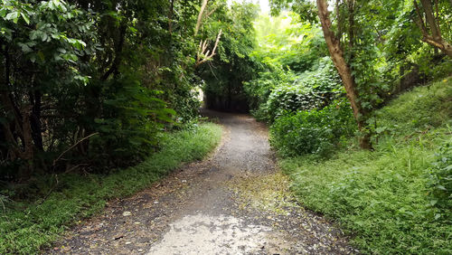 Dirt road amidst trees in forest