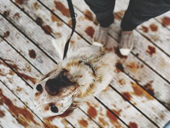 Low section of person with dog on floor