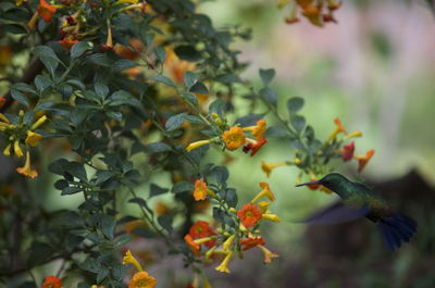 Close-up of bird on tree