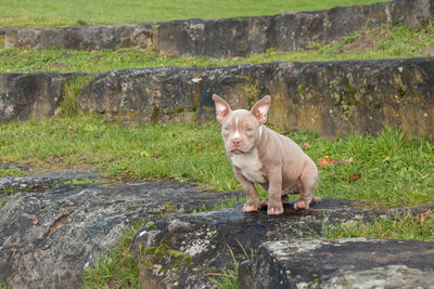 Portrait of dog on rock