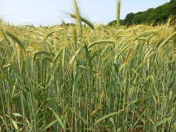 plant