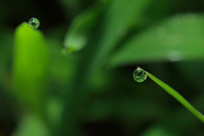 Close-up of water drops on leaf