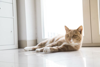 Portrait of cat relaxing on floor at home