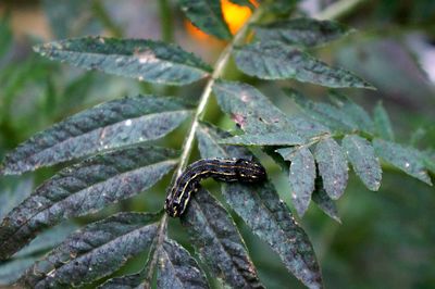 Close-up of insect on leaf