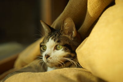 pet
