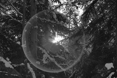 Low angle view of tree against sky